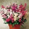 CGASPL Stock Quartet Mix Flower Seeds 2 CGASPL Stock Quartet Mix Flower Seeds