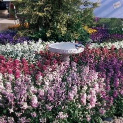 Pan American Seeds Stock Vintage Mix Flower Seeds