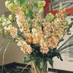 CGASPL Imported Flower Seeds Stock Xmas Rouge Flower Seeds