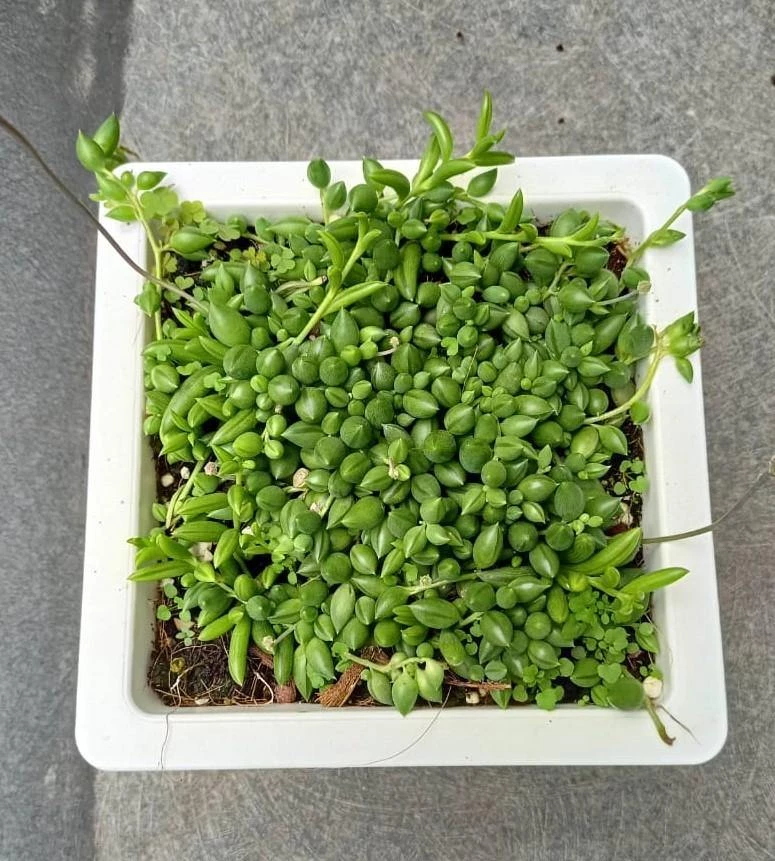 CGASPL String Of Tears (Senecio Herreianus) Big Succulent Plant 3 CGASPL String Of Tears (Senecio Herreianus) Big Succulent Plant