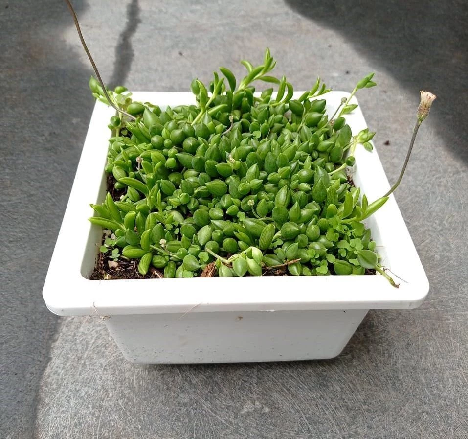 CGASPL String Of Tears (Senecio Herreianus) Big Succulent Plant 4 CGASPL String Of Tears (Senecio Herreianus) Big Succulent Plant