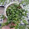 CGASPL Plants String Of Tears (Senecio Herreianus) Small Succulent Plant