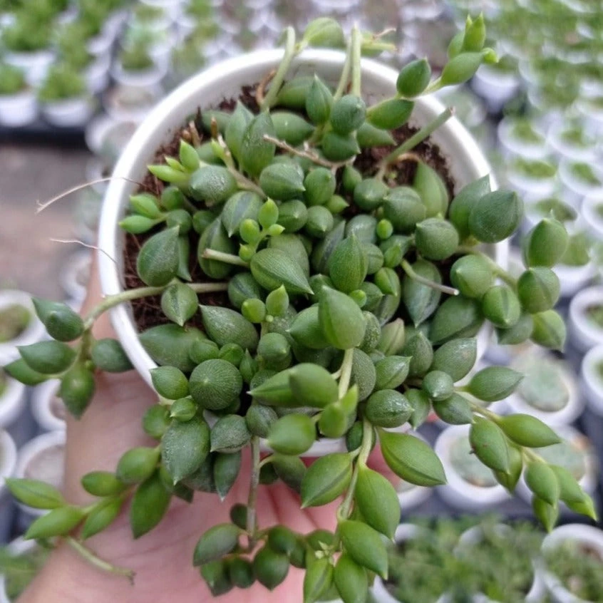 CGASPL Plants String Of Tears (Senecio Herreianus) Small Succulent Plant 3 CGASPL Plants String Of Tears (Senecio Herreianus) Small Succulent Plant