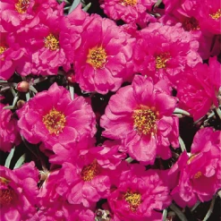Benary Portulaca Sundial Fuchsia Flower Seeds