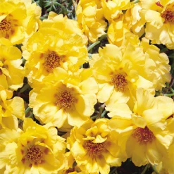 Benary Portulaca Sundial Gold Flower Seeds