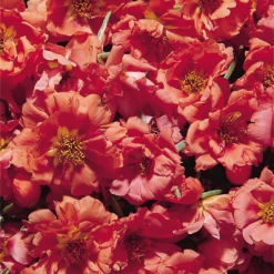 Benary Imported Flower Seeds Portulaca Sundial Orange Flower Seeds