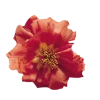 Benary Imported Flower Seeds Portulaca Sundial Orange Flower Seeds 1 Benary Imported Flower Seeds Portulaca Sundial Orange Flower Seeds