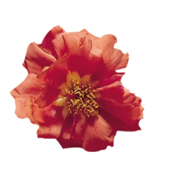 Benary Imported Flower Seeds Portulaca Sundial Orange Flower Seeds