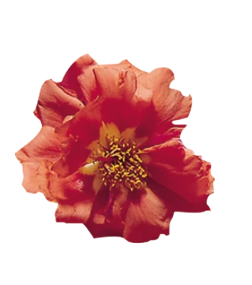 Benary Imported Flower Seeds Portulaca Sundial Orange Flower Seeds 3 Benary Imported Flower Seeds Portulaca Sundial Orange Flower Seeds