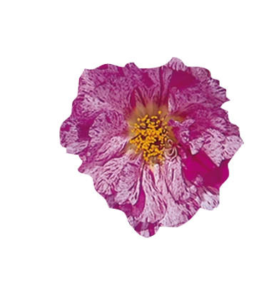 Benary Portulaca Sundial Peppermint Flower Seeds Imported Flower Seeds 3 Benary Portulaca Sundial Peppermint Flower Seeds Imported Flower Seeds