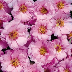 Benary Imported Flower Seeds Portulaca Sundial Pink Flower Seeds