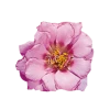Benary Imported Flower Seeds Portulaca Sundial Pink Flower Seeds 2 Benary Imported Flower Seeds Portulaca Sundial Pink Flower Seeds