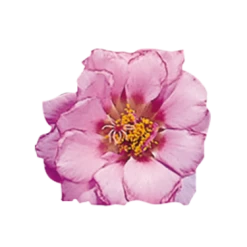 Benary Imported Flower Seeds Portulaca Sundial Pink Flower Seeds