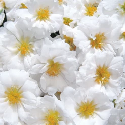 Benary Portulaca Sundial White Flower Seeds Imported Flower Seeds