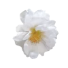 Benary Portulaca Sundial White Flower Seeds Imported Flower Seeds