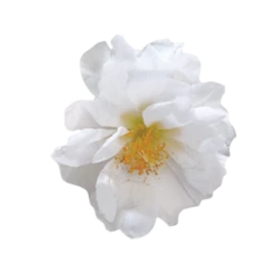 Benary Portulaca Sundial White Flower Seeds Imported Flower Seeds