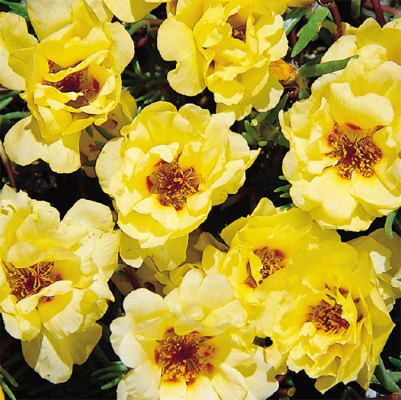 Benary Portulaca Sundial Yellow Flower Seeds Imported Flower Seeds 4 Benary Portulaca Sundial Yellow Flower Seeds Imported Flower Seeds
