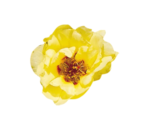 Benary Portulaca Sundial Yellow Flower Seeds Imported Flower Seeds 3 Benary Portulaca Sundial Yellow Flower Seeds Imported Flower Seeds
