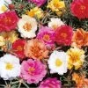 CGASPL Imported Flower Seeds Portulaca Sunseeker Mix Flower Seeds
