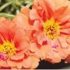 CGASPL Portulaca Sunseeker Orange Flower Seeds Imported Flower Seeds