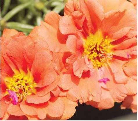 CGASPL Portulaca Sunseeker Orange Flower Seeds Imported Flower Seeds 3 CGASPL Portulaca Sunseeker Orange Flower Seeds Imported Flower Seeds