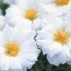 CGASPL Portulaca Sunseeker White Flower Seeds