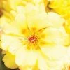 CGASPL Portulaca Sunseeker Yellow Flower Seeds