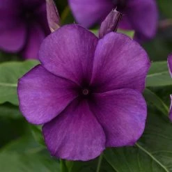 CGASPL Imported Flower Seeds Vinca Tattoo Blueberry Flower Seeds