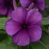CGASPL Imported Flower Seeds Vinca Tattoo Blueberry Flower Seeds