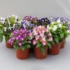 CGASPL Torenia Hi-Lite Mix Flower Seeds