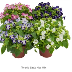 Sakata Seeds Torenia Little Kiss Mix Flower Seeds