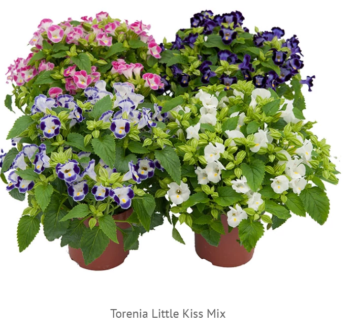 Sakata Seeds Torenia Little Kiss Mix Flower Seeds 4 Sakata Seeds Torenia Little Kiss Mix Flower Seeds
