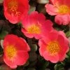 CGASPL Purslane Toucan Scarlet Shades Flower Seeds
