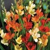 CGASPL Tritonia Mix Color Flower Bulbs (Pack Of 10)