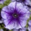 CGASPL Petunia Single Gf. Tritunia Blue Veined Flower Seeds Imported Flower Seeds