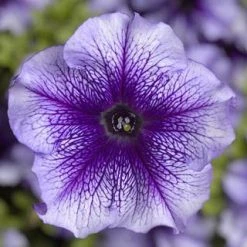 CGASPL Petunia Single Gf. Tritunia Blue Veined Flower Seeds Imported Flower Seeds