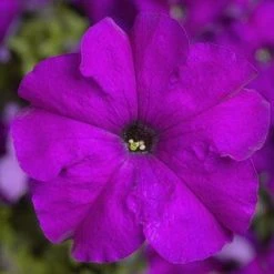 CGASPL Petunia Single Gf. Tritunia Violet Flower Seeds Imported Flower Seeds