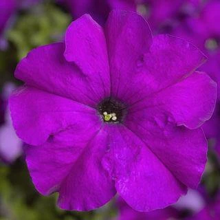 CGASPL Petunia Single Gf. Tritunia Violet Flower Seeds Imported Flower Seeds 3 CGASPL Petunia Single Gf. Tritunia Violet Flower Seeds Imported Flower Seeds