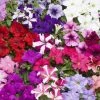 CGASPL Petunia Single Gf. Tritunia Mix Flower Seeds
