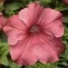 CGASPL Petunia Single Gf. Tritunia Salmon Flower Seeds Imported Flower Seeds 1 CGASPL Petunia Single Gf. Tritunia Salmon Flower Seeds Imported Flower Seeds
