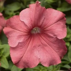 CGASPL Petunia Single Gf. Tritunia Salmon Flower Seeds Imported Flower Seeds