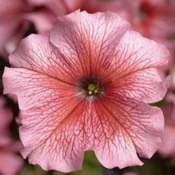 CGASPL Petunia Single Gf. Tritunia Salmon Veined Flower Seeds