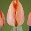 CGASPL Winter Flower Bulbs Tulip Amazone Salmon Color Flower Bulbs (Pack Of 10)