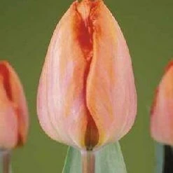 CGASPL Winter Flower Bulbs Tulip Amazone Salmon Color Flower Bulbs (Pack Of 10)