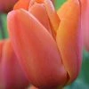 CGASPL Tulip Annie Schilder Flower Bulbs (Pack Of 10 Bulbs) Winter Flower Bulbs