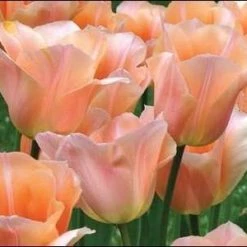 CGASPL Winter Flower Bulbs Tulip Apricot Beauty Flower Bulbs (Pack Of 10)