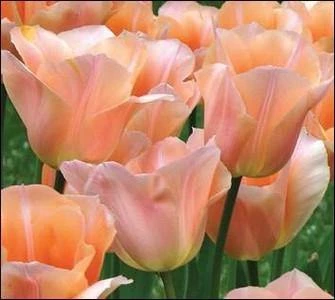 CGASPL Winter Flower Bulbs Tulip Apricot Beauty Flower Bulbs (Pack Of 10) 3 CGASPL Winter Flower Bulbs Tulip Apricot Beauty Flower Bulbs (Pack Of 10)