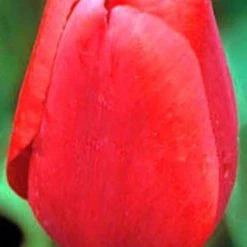 CGASPL Tulip Arie Hoek Flower Bulbs (Pack Of 10 Bulbs) Winter Flower Bulbs