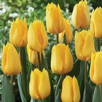 CGASPL Tulip Banjaluka Yellow Flame Flower Bulbs (Pack Of 10 Bulbs)