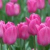CGASPL Tulip Don Quichotte Flower Bulbs (Pack Of 10) Winter Flower Bulbs